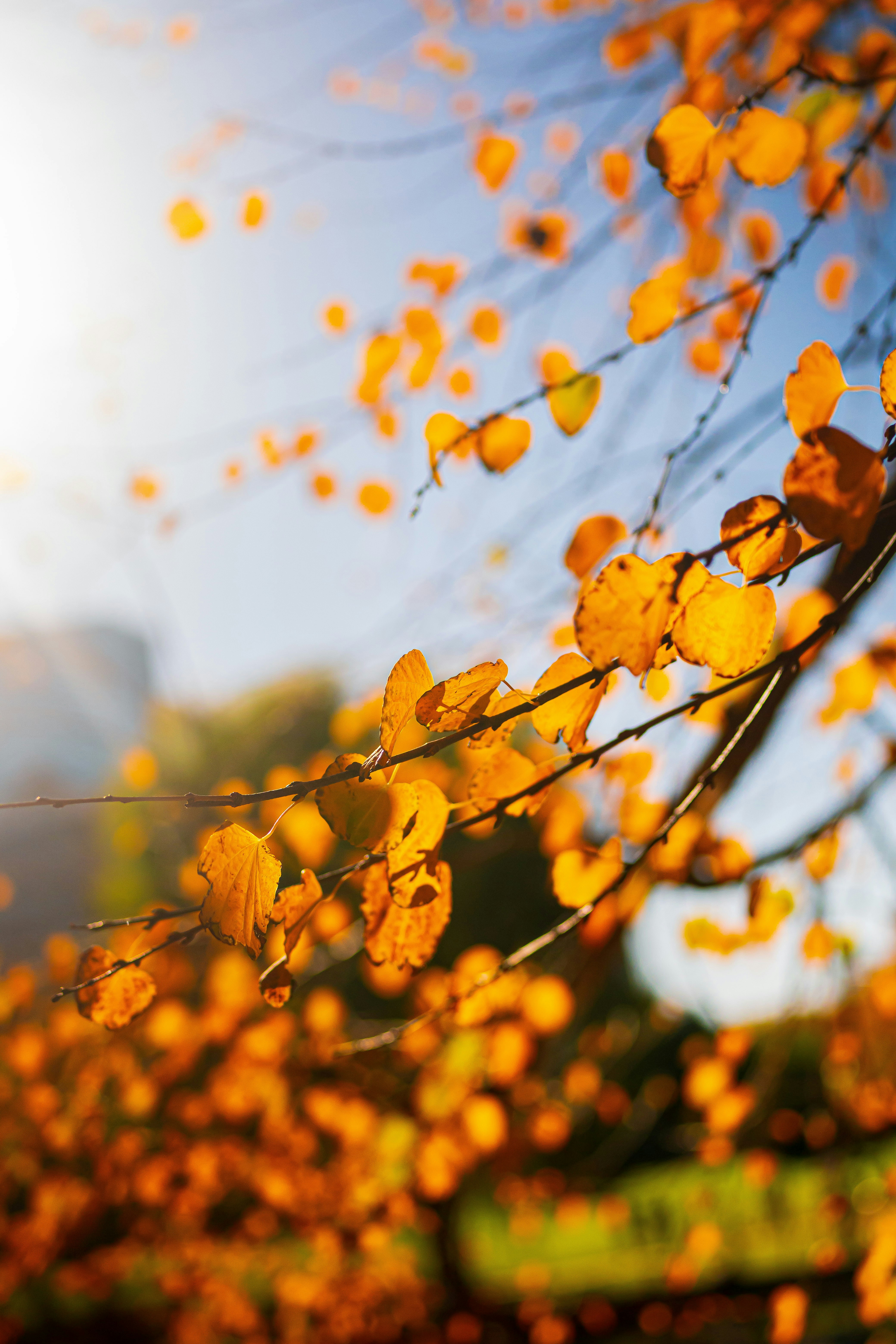 A photo of Boston in fall. Photo by Josh McCausland on Unsplash.